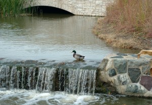 061031 - stream with dam & duck 4